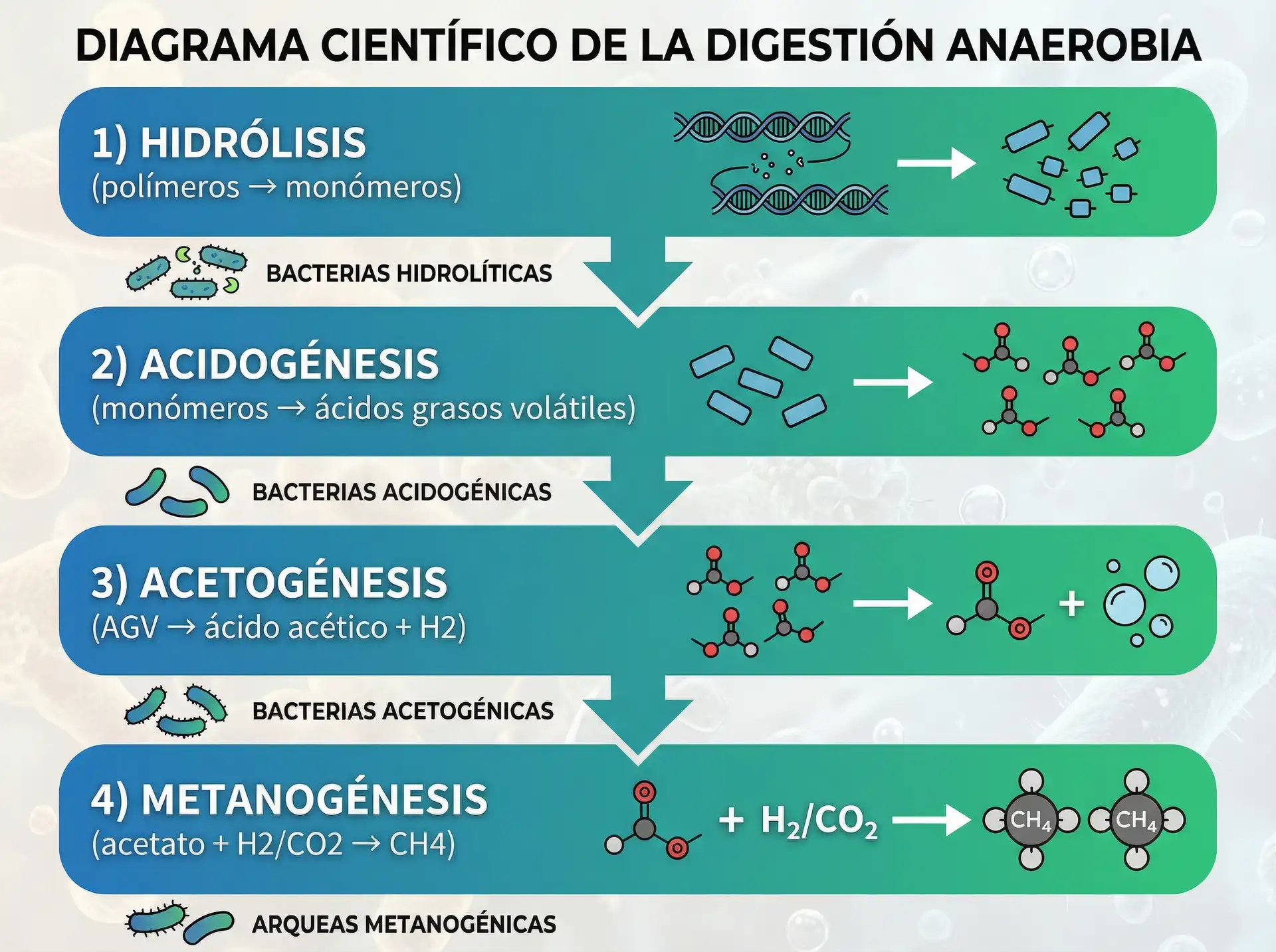 Las cuatro etapas de la digestión anaerobia